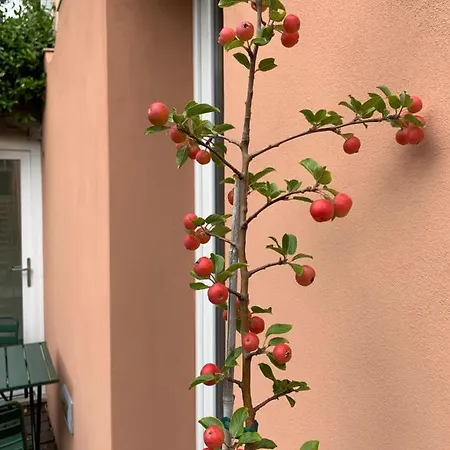 Frühstückspension Casabella-lago Maggiore Lesa